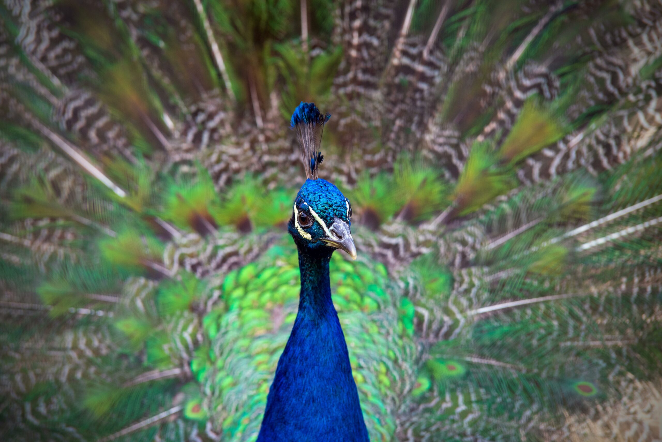 20210628_Libori_Homepage_Pfau.png